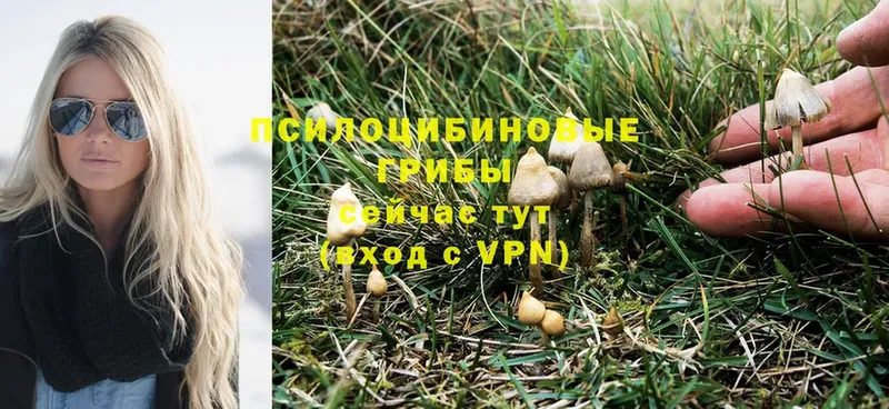 Галлюциногенные грибы Psilocybine cubensis  купить закладку  Новошахтинск 